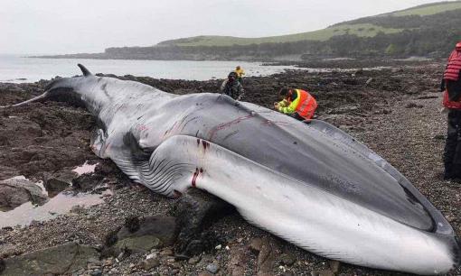 Một siêu Trái đất mới đã được phát hiện! 30% là nước, chỉ cách 100 năm ánh sáng, có thể có sự sống