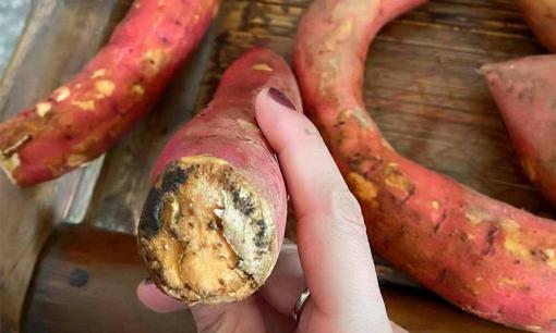 “Chất gây ung thư cấp độ 1” bị phanh phui? Lời kêu gọi của WHO: hãy ngừng ăn, đừng bất cẩn