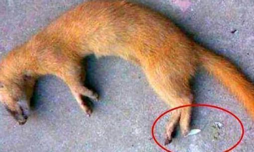 Tại sao tổ tiên chúng ta lại bảo rằng không thể giết chồn? Nghiên cứu khoa học cho thấy thực sự là không thể giết