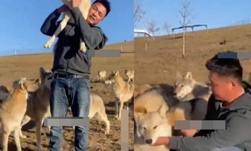 Một chàng trai trẻ người Trung Quốc đã cống hiến cả cuộc đời mình để gần gũi và thân mật với đàn sói 320 con