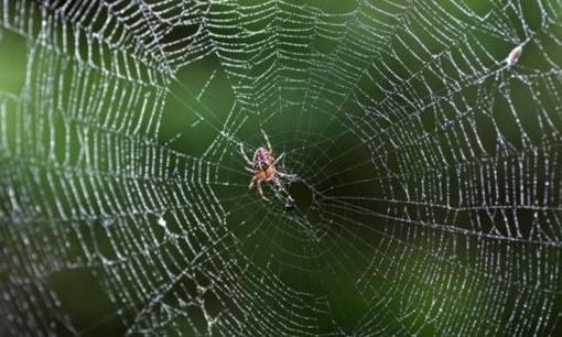 Cách đuổi nhện: Công thức không chứa hóa chất, chỉ với vỏ cam