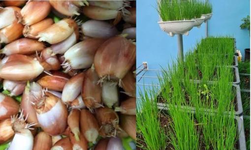 'Tất tần tật' bí quyết trồng hành tại vườn hoặc trên ban công cho năng suất cao