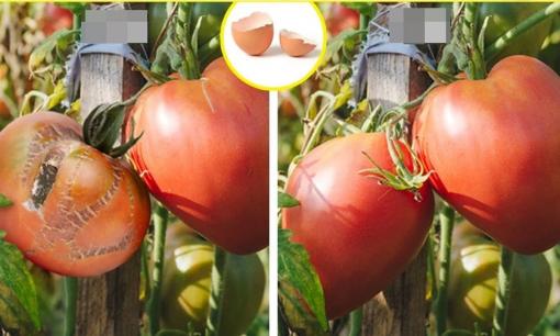 Vỏ trứng có thể cung cấp chất dinh dưỡng cho cây trồng? 7 thủ thuật trồng cây có thể bạn không nghĩ tới