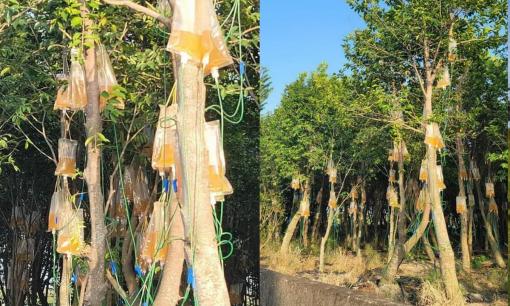 Một loại cây đã bị tiêm thuốc độc để trở thành cây đắt nhất thế giới