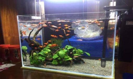 Nếu muốn đặt bể cá ở phòng khách thì nên đặt ở vị trí nào? Vấn đề gì cần quan tâm?