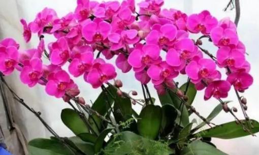 Trồng lan hồ điệp vào mùa đông, nắm vững 4 điểm chính để hoa nở sớm