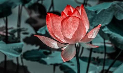 Đối mặt người không thích mình, không cần lấy lòng, thu hồi ba thứ, chính mình thắng