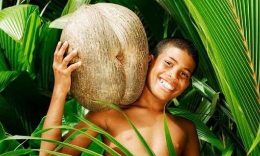 Coco de Mer, dừa biển, được mệnh danh là loại dừa có hạt lớn nhất thế giới