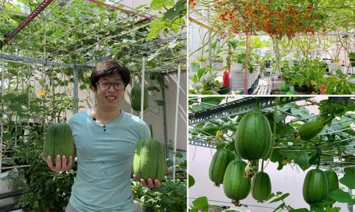Tận dụng sân thượng 30m2, bố đảm ở TP. HCM bỏ ra 20 triệu để trồng rau và mướp cho năng suất bất ngờ
