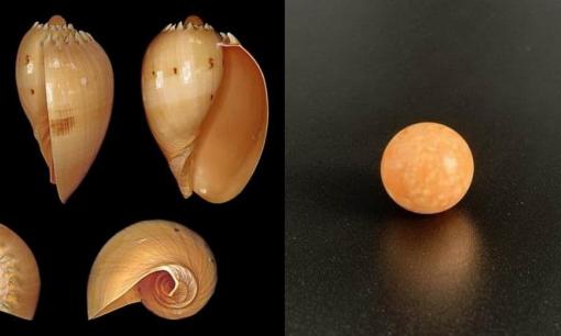 Ngọc trai Melo là gì? Tại sao nó lại hiếm và có giá trị đến vậy?