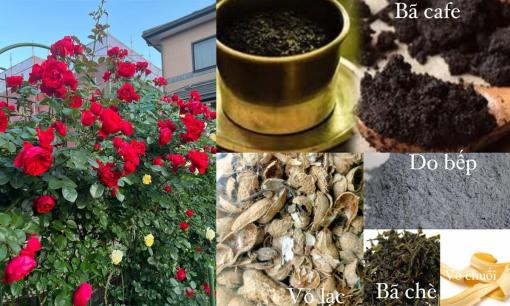 Cách sử dụng các nguyên liệu đơn giản từ vỏ chuối đến bã trà để làm phân bón hữu cơ cho cây và hoa