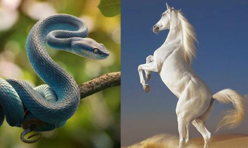 Tử vi 12 con giáp thứ 4 ngày 14/12/2022: Tuổi Tỵ có tin vui tài lộc, Ngọ dính phải chuyện thị phi