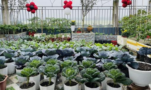 Mẹ đảm mang 800 bao đất và phân bón lên sân thượng, 'hô biến' thành vườn rau sạch