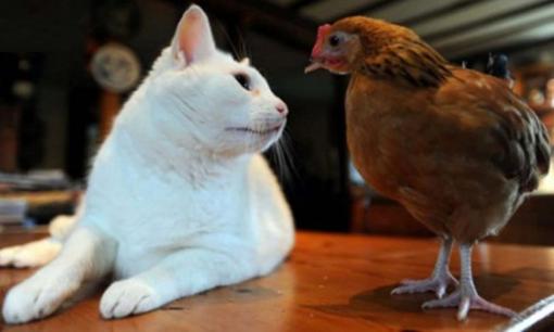 Tử vi 12 con giáp thứ 4 ngày 21/12/2022: Tuổi Dậu có quý nhân giúp đỡ, Mão tài lộc bấp bênh