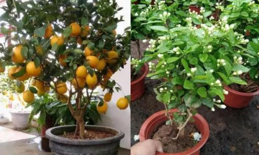 5 loại cây có thể khử trùng, để vài chậu ở nhà, không khí trong lành tốt cho sức khỏe