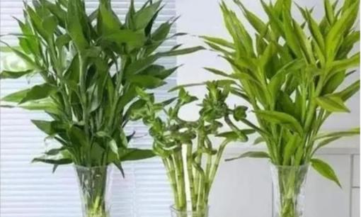 Cây phát lộc thích lá vàng mùa đông, 4 chi tiết nhỏ làm chưa tốt, chỉnh sửa kịp thời