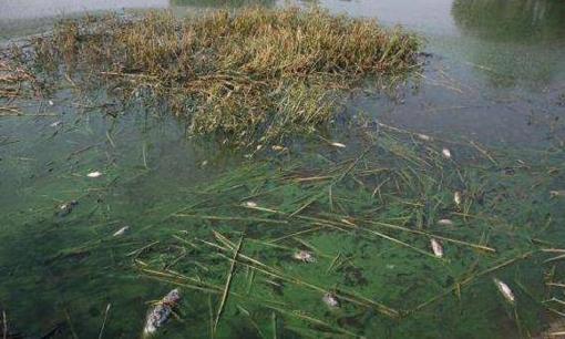 Các chuyên gia đã nhiều lần khuyên can: Trong 3 loại cá có hàng ngàn ký sinh trùng, nước sôi không diệt được nhưng nhiều người vẫn ăn ngon miệng