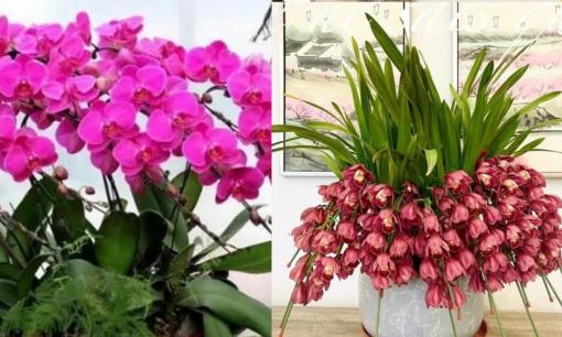 Tết Nguyên đán sắp đến, có 5 loại hoa ở nhà vừa đẹp lại hợp lễ