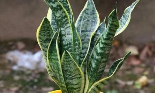 3 loại 'hoa thôi miên', cứ trộng một cây trong phòng ngủ là ngủ ngon, sảng khoái