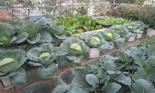 Tận dụng hơn 20m2 sân thượng, 'mẹ đảm' trồng vườn rau cho năng suất cao với cách chăm sóc cực đơn giản