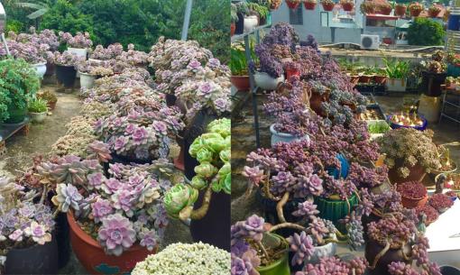 'Mẹ đảm' khoe vườn sen đá chơi Tết, dân mạng chỉ biết 'ước'