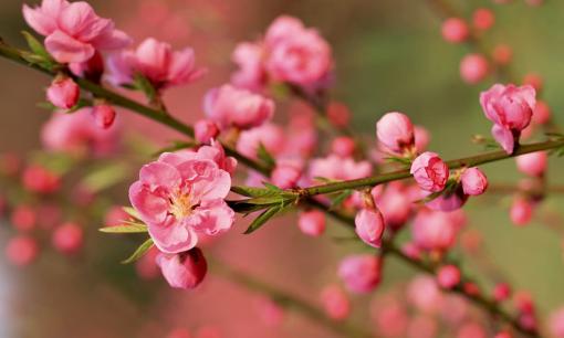 Cách chọn đào Tết đẹp, hợp phong thủy cho năm mới sung túc, đủ đầy