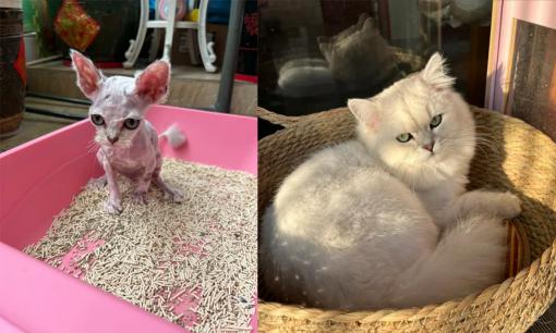 Chú mèo bị bỏ rơi gầy trơ xương, rụng sạch lông và cái kết bất ngờ sau khi được nhặt về nuôi 