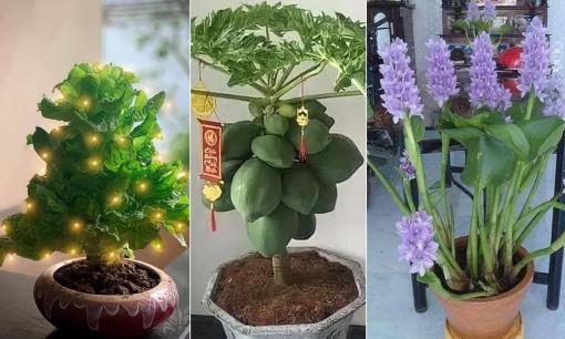 Gần 20 gợi ý trang trí 'cây nhà lá vườn' đón Tết Nguyên Đán: Đơn giản, đẹp lạ và không tốn kém 