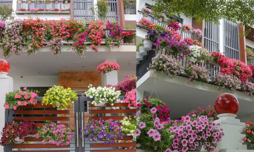 'Mẹ đảm' khoe sân vườn ngập tràn sắc hoa dạ yến thảo ngày Tết và bí quyết chăm sóc đơn giản