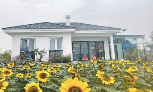 Cặp vợ chồng xây nhà tặng mẹ ở Thái Bình, phủ kín vườn bằng hoa hướng dương cực đẹp