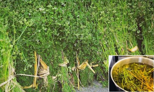 Tại sao 30 Tết nhà nhà mua rau mùi?