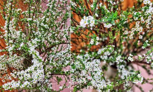 Mẹo nhỏ cực đơn giản để hoa tuyết mai nở rộ vào dịp Tết nguyên đán