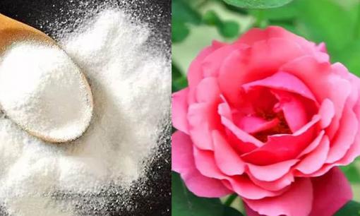 Baking soda rất tốt cho việc trồng hoa cây cảnh, cây không bị thối và rễ không bị sâu, bất kỳ bông hoa nào bạn trồng cũng sẽ nở tung