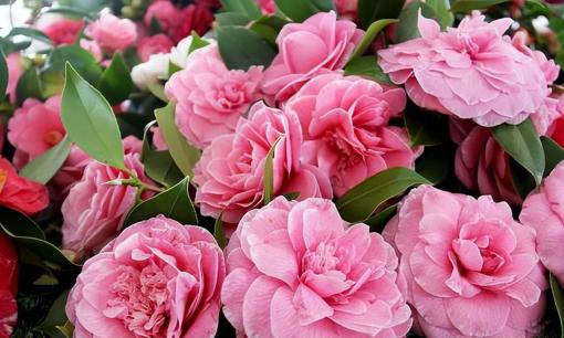 Sau khi hoa trà mọc nụ cần lưu ý một số cách chăm sóc để hoa to và rực rỡ