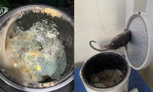 Trở lại thành phố sau kỳ nghỉ Tết dài, nhiều người hốt hoảng trước cảnh nồi cơm lên rêu mốc, trở thành 'bẫy' chuột