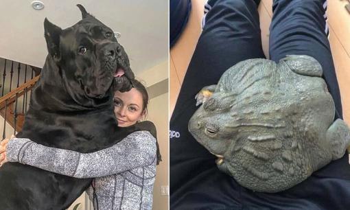 Hơn 10 thứ siêu to khổng lồ bạn chưa từng thấy giống như bước ra từ phim khoa học viễn tưởng