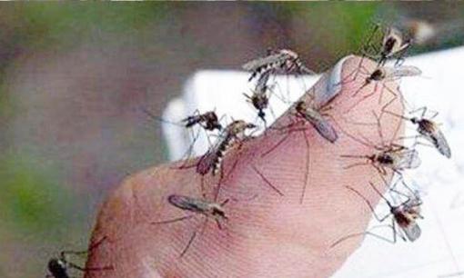 Tôi nên làm gì nếu có đàn muỗi trong nhà? Chỉ cần có chai nhựa thì cả mùa hè không có muỗi, biết sớm thì lợi sớm