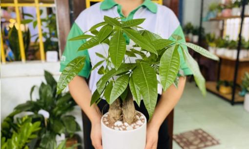 Người xưa nói: 'Nghèo trồng cỏ, giàu trồng cây', 6 cây cảnh phòng khách giúp vượng khí, phát tài