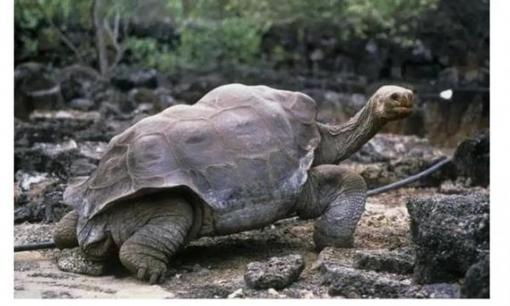 5 loài động vật sống cực thọ trên trái đất, thậm chí loài thứ 3 có thể sống tới 500 năm