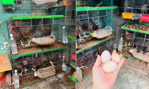 Kinh nghiệm nuôi gà ở thành phố với diện tích chỉ 2m2 của mẹ đảm, đủ cung cấp gà ngon, trứng sạch cho cả gia đình 