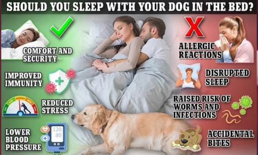 Ưu và nhược điểm về sức khỏe của việc ngủ chung giường với chó cưng