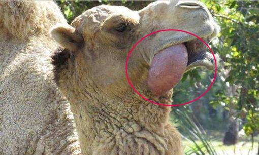 Tại sao con lạc đà nhả một quả bóng màu hồng từ miệng của nó? Hãy lắng nghe những gì người chăn nuôi nói 