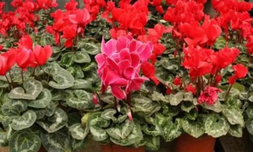 Xuân đến rồi, đừng xịt nước vào 5 loại hoa này ở nhà kẻo vàng lá hoa héo