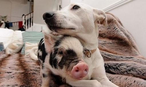 Tử vi 12 con giáp thứ 2 ngày 13/2/2023: Tuổi Tuất khó phát triển công việc, Hợi kiếm được kha khá tiền