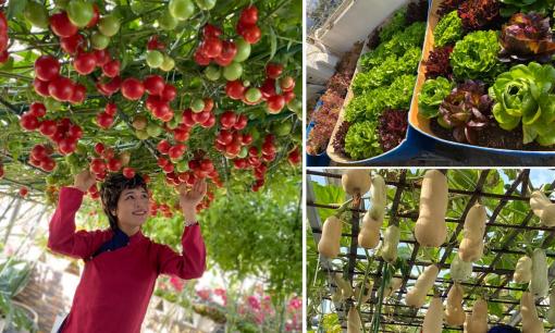 Tận dụng sân thượng 100 m2, mẹ đảm ở Đà Nẵng trồng rau sạch, cà chua cho năng suất cao