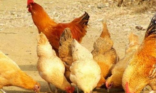 3 'nội tạng' bẩn nhất ở gà, dù rẻ đến đâu cũng không nên mua, hãy xem ngay vì sức khỏe gia đình bạn