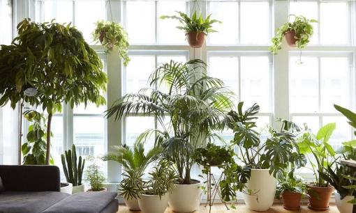 Ban công nhà có 4 thứ không được để, nhất là loại cây quen thuộc này