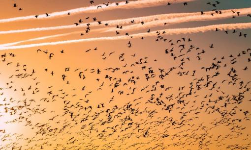 Khi hết mùa lạnh, chim sẽ 'nhọc công' bay về phương Bắc nhưng tại sao nó có thể bay hàng nghìn km mà không cần ăn?