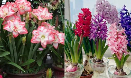 3 loại 'hoa củ', hoa to tươi, dễ trồng, thích hợp trồng vào mùa xuân