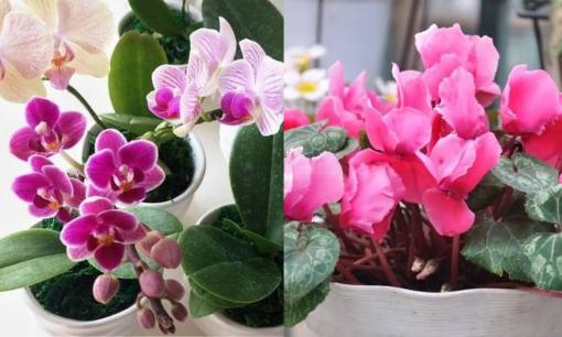 3 loại hoa Tết đẹp đừng nghĩ là hoa chỉ nở một lần rồi bỏ, để dành năm sau chúng lại nở